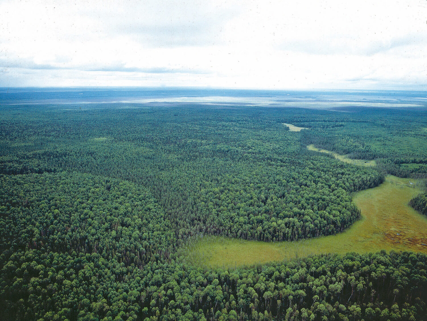 I det inre av Ryssland fungerar fortfarande taigaskogens naturliga branddynamik. De ljusgröna partierna i bilden domineras av lövträd, vilket indikerar att skogen brunnit för inte så länge sedan. I de mörkare gröna områdena är marken fuktig. Elden har inte kommit åt där vilket gör att de domineras av gran.